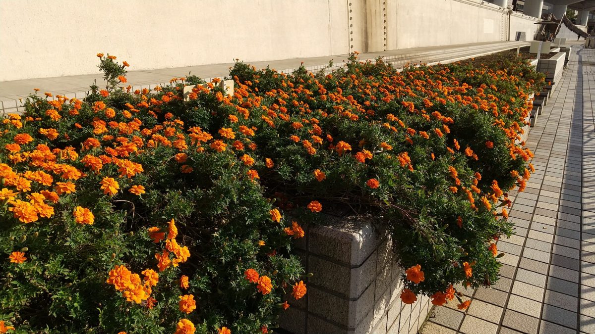 flower along Sumida river